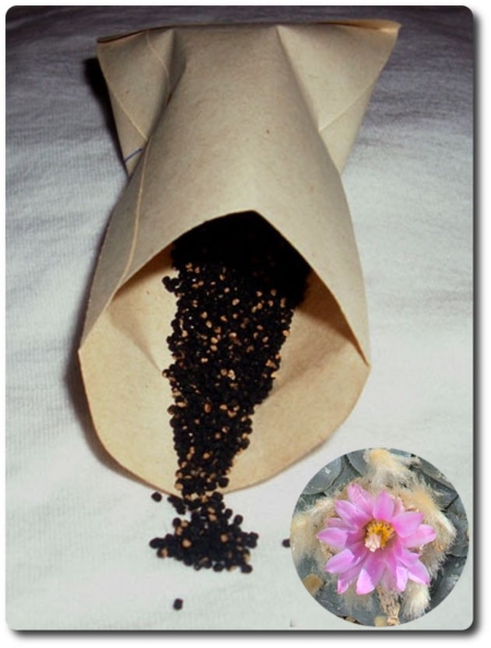 Frische Lophophora decipiens Samen und die charakteristische große rosa Blüte.