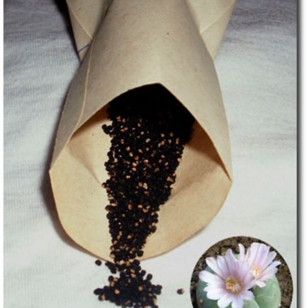 Frische Lophophora williamsii (Peyote) Samen und rosa Blüte.