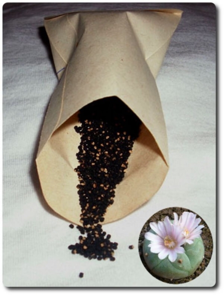 Frische Lophophora williamsii (Peyote) Samen und rosa Blüte.