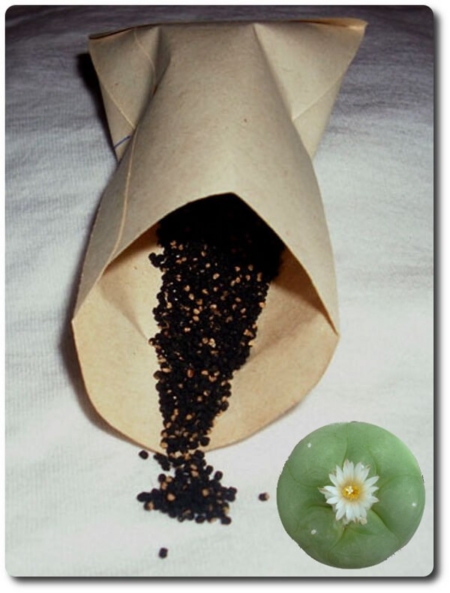 Frische Lophophora diffusa Samen und die charakteristische weiß-gelbe Blüte.