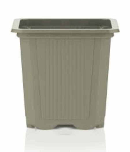 Grauer Vierkanttopf (7x7x8 cm) von TEKU, ideal für die Anzucht von Lophophora und anderen Rübenwurzlern.