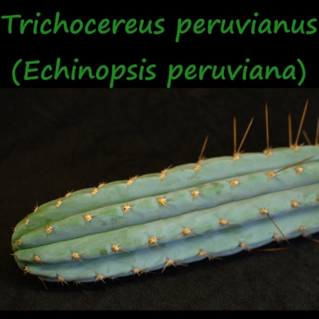 Nahaufnahme eines Trichocereus peruvianus (Echinopsis peruviana) Kaktusarms, der den bläulich-grünen Wuchs zeigt.