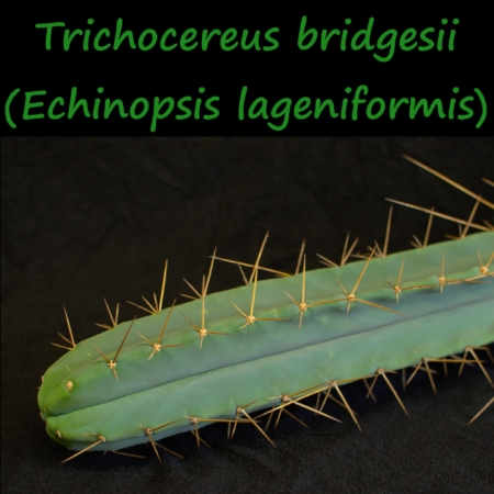 Nahaufnahme eines Trichocereus bridgesii (Echinopsis lageniformis) Kaktusarms mit langen Dornen auf schwarzem Hintergrund.