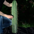 Trichocereus bridgesii