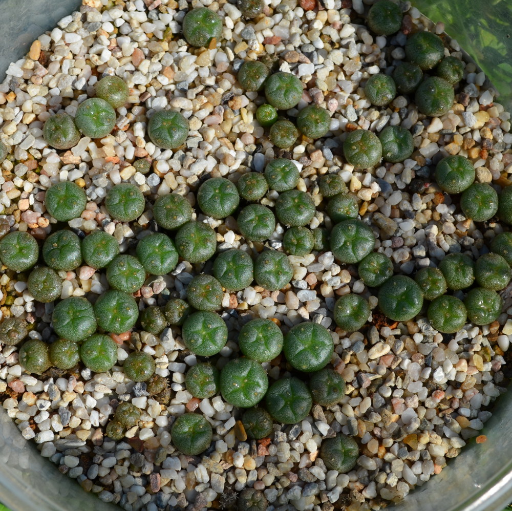 Lophophora Jungpflanzen in Aussaaterde mit Kiesabdeckung