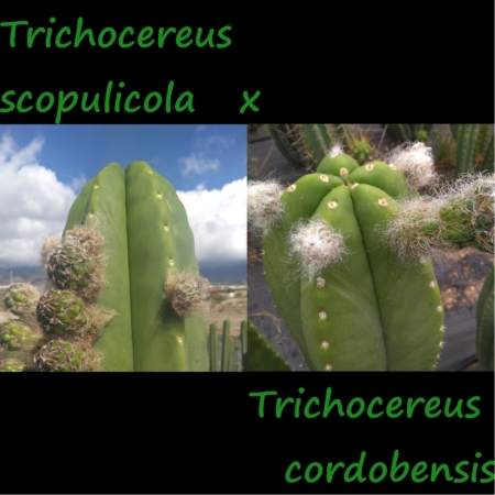 Elternpflanzen der Trichocereus Hybride: Trichocereus scopulicola (links) und Trichocereus cordobensis (rechts).