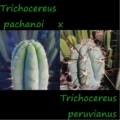 Elternpflanzen der Trichocereus Hybride: Trichocereus pachanoi (links) und Trichocereus peruvianus (rechts).