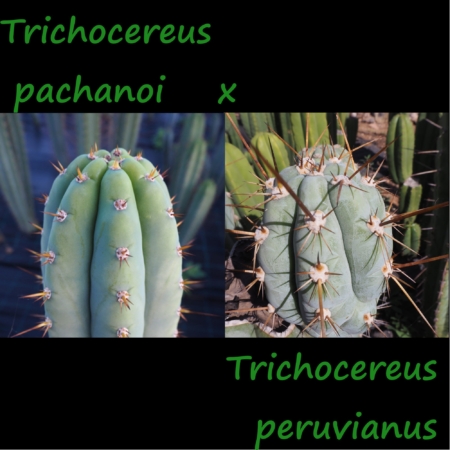 Elternpflanzen der Trichocereus Hybride: Trichocereus pachanoi (links) und Trichocereus peruvianus (rechts).