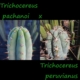 Elternpflanzen der Trichocereus Hybride: Trichocereus pachanoi (links) und Trichocereus peruvianus (rechts).