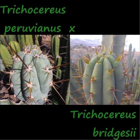 Mutterpflanzen der Trichocereus Hybride: Trichocereus peruvianus (links) und Trichocereus bridgesii (rechts).