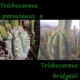 Mutterpflanzen der Trichocereus Hybride: Trichocereus peruvianus (links) und Trichocereus bridgesii (rechts).