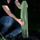 Massiver 70 cm Trichocereus scopulicola "Bombe" Steckling (FR991) wird zur Demonstration der Größe gehalten.
