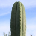 Trichocereus scopulicola