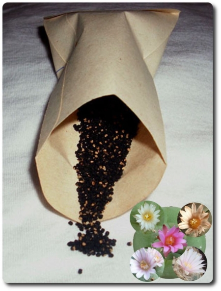 Lophophora Premium Samen-Mix (10+ Korn) wird aus einer Saattüte geschüttet, daneben Lophophora-Blüten.