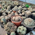 Lophophora Mischung Premium