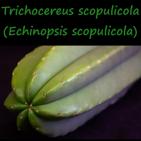 Nahaufnahme eines Trichocereus scopulicola Kaktus, der den fast dornenlosen Wuchs dieser Art zeigt.