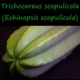 Nahaufnahme eines Trichocereus scopulicola Kaktus, der den fast dornenlosen Wuchs dieser Art zeigt.