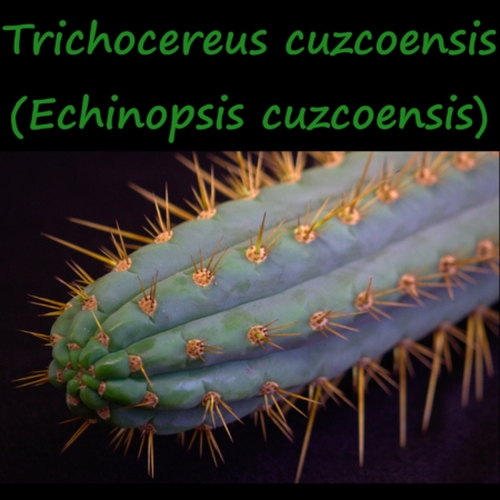 Trichocereus cuzcoensis Kaktee Nahaufnahme Stachel