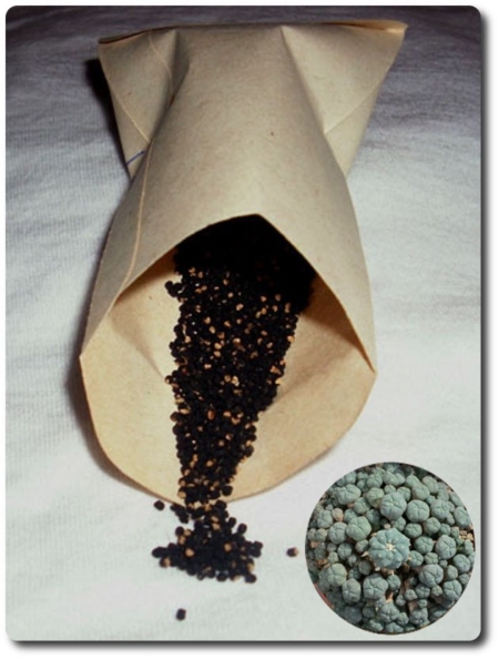 Lophophora williamsii v. caespitosa Samen Kakteen Aussaat