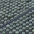 Lophophora williamsii Peyote Jungpflanzen Tray Aufzucht