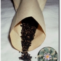 Lophophora williamsii Huizache Samen im Papiertütchen mit blühendem Peyote Kaktus