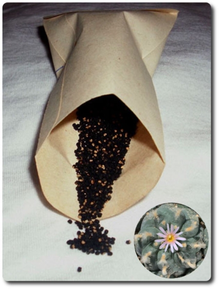 Lophophora williamsii Huizache Samen im Papiertütchen mit blühendem Peyote Kaktus