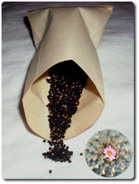 Lophophora williamsii Wirikuta Samen Selektion Neusius im Papiertütchen