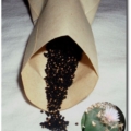 Lophophora koehresii Samen im Papiertütchen mit blühendem Kaktus