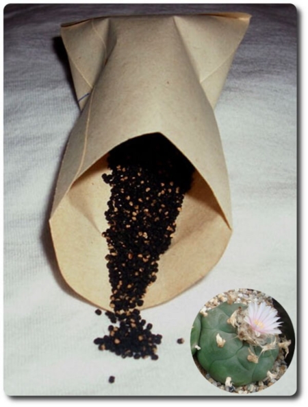 Lophophora koehresii Samen im Papiertütchen mit blühendem Kaktus