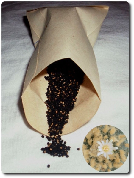 Lophophora fricii albiflora Samen im Papiertütchen und blühender Kaktus