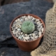 Kleiner Lophophora williamsii Peyote Kaktus im Topf mit mineralischem Substrat und Kies