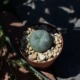 Lophophora williamsii Peyote Kaktus im Topf mit mineralischem Substrat in der Sonne