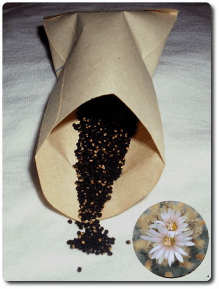 Lophophora Hybride Samen F1 (Huizache x Fricii) in Papiertüte und blühender Kaktus