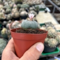Lophophora williamsii (Standard) Ø 4cm B-Ware