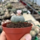 Lophophora williamsii B-Ware blühend Nahaufnahme