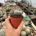 Lophophora williamsii (Standard) Ø 4,5cm B-Ware