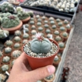 Blühender Lophophora williamsii (8 J., 4,5 cm) B-Ware