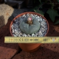 Lophophora williamsii Ø 4cm
