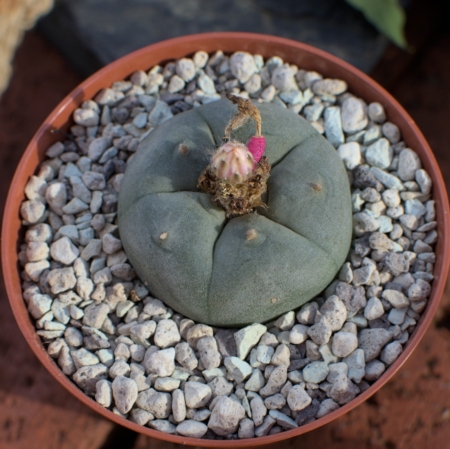 Lophophora williamsii Peyote blühfähig Kaktus im Topf