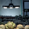 Pflanzenlampe FLORIS Grow 150W in der Kakteengärtnerei