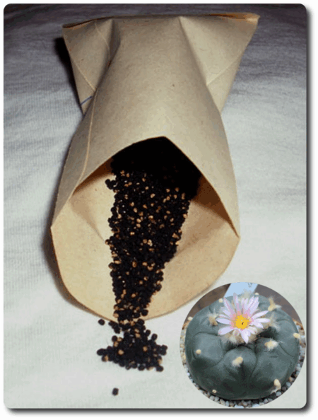 Kaktus Samen Keimung Hybrid F1