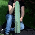 Trichocereus peruvianuss, Echinopsis peruviana, peruanischer San Pedro 70cm