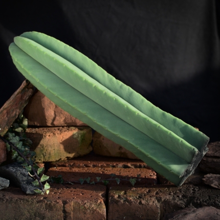 San Pedro Kaktus Steckling Trichocereus Segment frisch geschnitten auf Ziegelsteinen