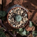 Lophophora williamsii Ø 1,5cm