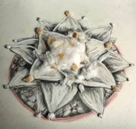 Signiertes Ariocarpus Kaktus Kunstwerk Mixed Media mit 3D Watte-Effekt