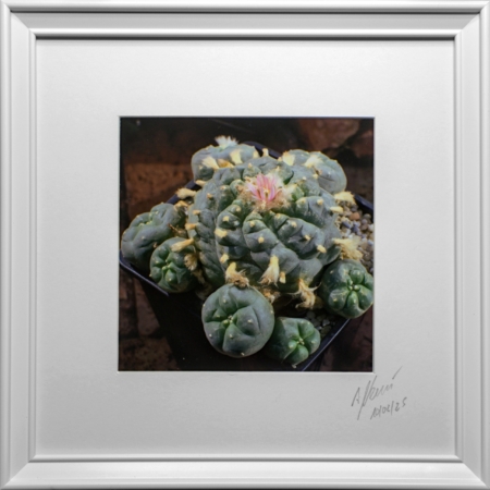 Gerahmte und signierte Fotografie eines Lophophora v. Huizache Kaktus mit rosa Blüte im Lophophora Shop.