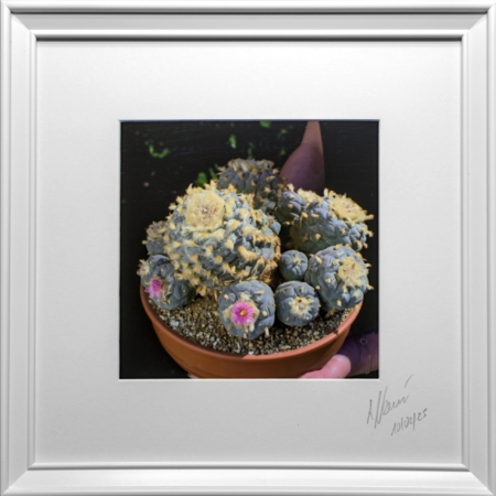 Gerahmte Kunstfotografie Lophophora Jourdaniana mit vielen Köpfen und Blüte