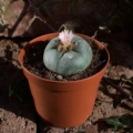 Großer, blühfähiger Lophophora williamsii (Peyote) Kaktus 8 Jahre alt