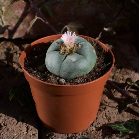 Großer, blühfähiger Lophophora williamsii (Peyote) Kaktus 8 Jahre alt