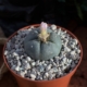 Blühfähiger Lophophora williamsii (Peyote) Kaktus mit rosafarbener Blüte